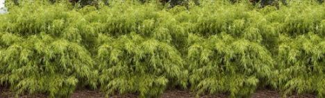 Fargesia rufa 100-125cm - pot 7,5L