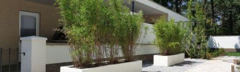 Fargesia Volcano 175-200cm - kluit