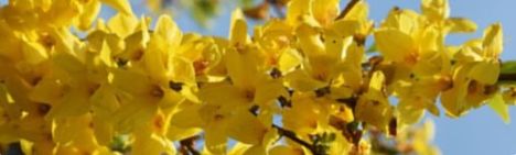 Chinees klokje - 150-175cm - kluit