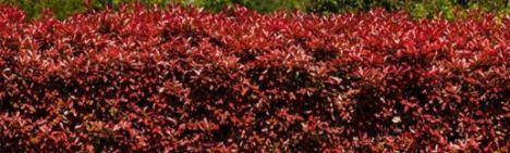 Glansmispel 'Red Robin' 200-225cm - kluit