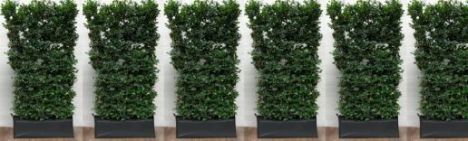 Groene Beuk 200cm - Haagelement