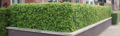 Hedera Hibernica 250-300cm - pot 15L