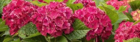 Rode boerenhortensia 30-40cm - pot 3L