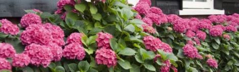 Roze boerenhortensia 40-60cm - pot 7,5L