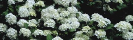 Witte boerenhortensia 40-60cm - pot 7,5L