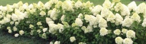 Pluimhortensia 'Limelight' 50-60cm - pot 5L
