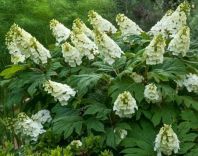 Eikenbladhortensia 30-40cm - pot 3L