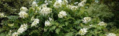 Eikenbladhortensia 30-40cm - pot 3L