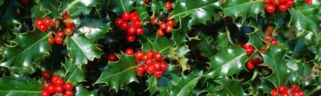 Ilex aquifolium 150-175cm - kluit
