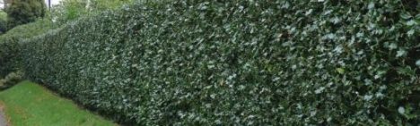 Ilex aquifolium 'Alaska' 200-225cm - kluit