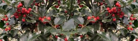 Thuja occidentalis 'Brabant'