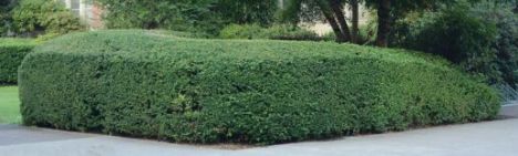 Thuja occidentalis 'Brabant'