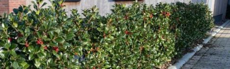 Ilex meserveae 'Heckenfee' 150-175cm - kluit
