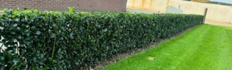 Ilex meserveae 'Heckenstar' 200-225cm - kluit