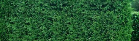 Leylandii Cypres '2001' 180-200cm - pot 20L