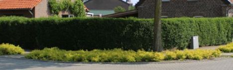 Haagliguster ovalifolium 175-200cm - pot 20L