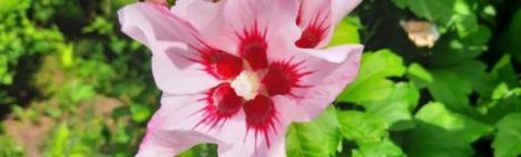 Lichtroze Hibiscus met rood hart 40-60cm - pot 7,5L