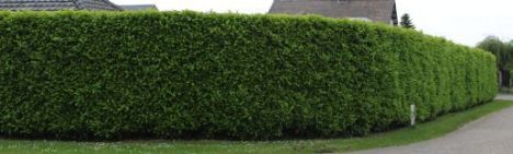 Laurier Novita 125-150cm - pot 12L