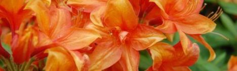 Oranje Azalea 50-60cm - pot 10L