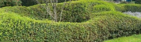 Osmanthus burkwoodii 100-125cm - pot 20L
