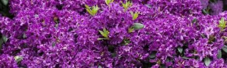 Paarse Rhododendron 50-60cm - pot 10L