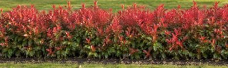 Glansmispel 'Carré Rouge' 80-100cm - pot 10L