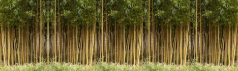 Phyllostachys Aurea 400-450cm - pot 30L (8-10 halmen)