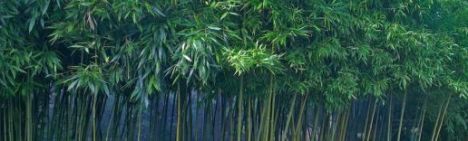 Phyllostachys Bissetii 200-225cm - pot 15L (6-10 halmen)