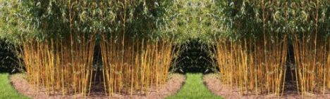 Phyllostachys Aureosulcata 'Spectabilis' 250-300cm - pot 30L (9-12 halmen)