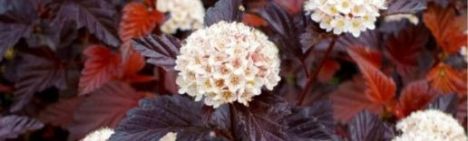 Blaasspirea - 60-80cm - pot 10L