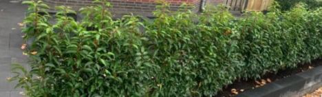 Portugese Laurier 175-200cm - kluit