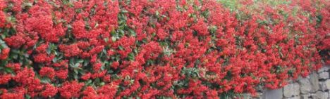 Vuurdoorn 'Red Column' - 125-150cm - pot 20L