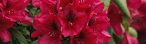 Rode Rhododendron 40-50cm - pot 10L