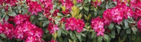 Rood-roze Rhododendron 40-50cm - pot 10L