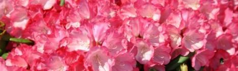 Roze-rode Rhododendron 40-50cm - pot 10L