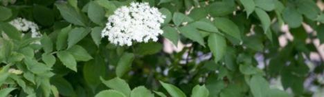 Sambucus nigra 100-125cm - pot 7,5L