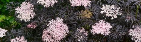 Sambucus nigra 'Black Lace' 50-60cm - pot 5L