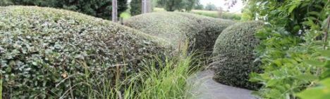 Thuja occidentalis 'Brabant'