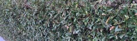 Steenlinde 100-125cm - kluit