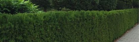 Taxus 225-250cm - kluit