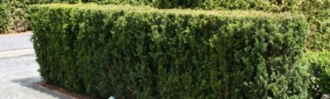 Taxus media 'Hillii' 50-60cm - kluit