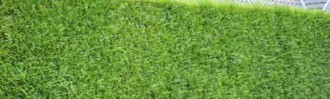 Thuja Atrovirens 275-300cm - kluit