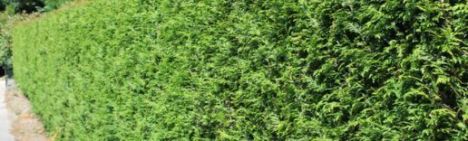 Thuja Brabant 60-80cm - pot 3L