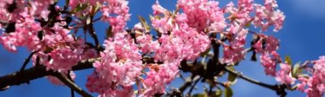 Viburnum bodn. 'Charles Lamont' 100-125cm - pot 7,5L