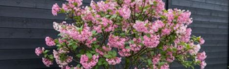 Viburnum bodn. 'Dawn' 80-100cm - kluit
