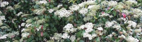 Viburnum tinus 50-60cm - kluit