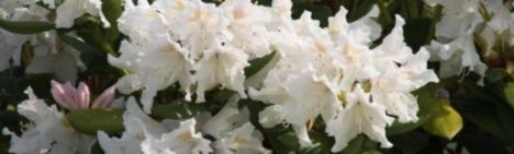 Witte Rhododendron 60-70cm - pot 10L