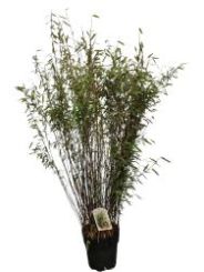 Fargesia Volcano 100-125cm in 10 liter pot