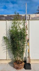 Fargesia robusta Campbell 200-225cm met kluit