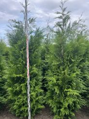 Donkergroene Thuja 200-225cm Haagkwaliteit Extra